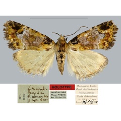 /filer/webapps/moths/media/images/D/doratoides_Lithacodia_HT_MNHN.jpg