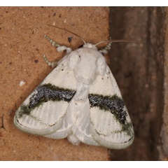 /filer/webapps/moths/media/images/C/chionostola_Afraltha_A_Roland_01_CqRxNpT.jpg