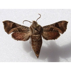 /filer/webapps/moths/media/images/N/nana_Sphingonaepiopsis_A_Goff_01.jpg