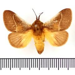 /filer/webapps/moths/media/images/A/albicosta_Latoia_AM_BMNH.jpg