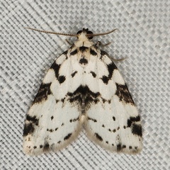 /filer/webapps/moths/media/images/L/lineata_Eurosia_A_Heyns_01.JPG
