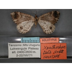 /filer/webapps/moths/media/images/T/tuta_Xanthorhoe_HT_RMCA_02.jpg