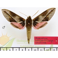 /filer/webapps/moths/media/images/M/mbiziensis_Chaerocerina_HTM_SMCR_01.jpg