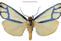 Anaphosia majori