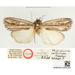 /filer/webapps/moths/media/images/A/aenictopa_Mythimna_HT_BMNH.jpg