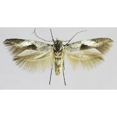 /filer/webapps/moths/media/images/C/capnofasciae_Scythris_A_NHMO.jpg