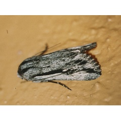 /filer/webapps/moths/media/images/V/vansoni_Ectochela_A_Roland_01.jpg