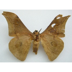 /filer/webapps/moths/media/images/D/dollmani_Orthogonioptilum_STM_NHMUKb.jpg