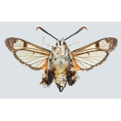 /filer/webapps/moths/media/images/P/pyropis_Melittia_AM_COGM_04.jpg