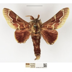 /filer/webapps/moths/media/images/C/cristata_Streblote_AM_NHMUK.jpg