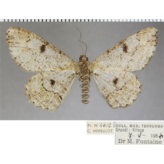 /filer/webapps/moths/media/images/S/saltuensis_Cleora_AF_ZSM.jpg