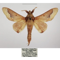 /filer/webapps/moths/media/images/M/madibirense_Streblote_AM_TMSA_01.jpg