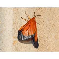 /filer/webapps/moths/media/images/E/euryperalis_Staphylinochrous_A_Voaden.JPG