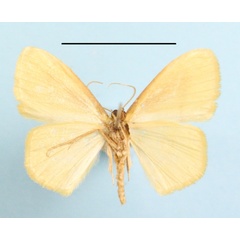 /filer/webapps/moths/media/images/S/straminea_Scopula_A_MGCLb_01.jpg