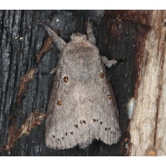 /filer/webapps/moths/media/images/C/cinerea_Haplopacha_AM_Heynsa.jpg