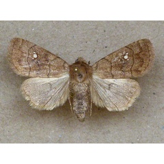 /filer/webapps/moths/media/images/T/tenebrata_Caradrina_A_Butler.jpg