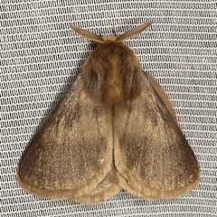 /filer/webapps/moths/media/images/I/incerta_Phyllalia_AM_Heynsa.jpg