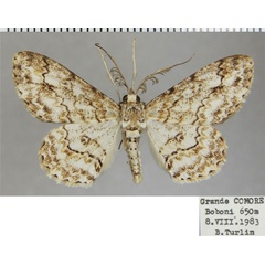 /filer/webapps/moths/media/images/A/angustivalvis_Cleora_AM_ZSMa.jpg