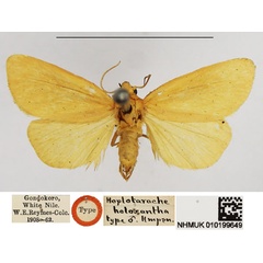 /filer/webapps/moths/media/images/H/holoxantha_Hoplotarache_HT_NHMUK.jpg
