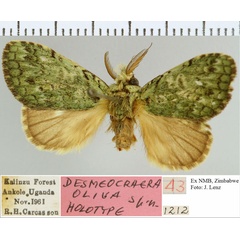 /filer/webapps/moths/media/images/O/oliva_Desmeocraera_HT_NMB.jpg