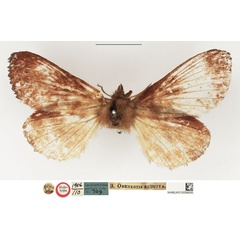 /filer/webapps/moths/media/images/R/reducta_Odonestis_HT_NHMUK.jpg
