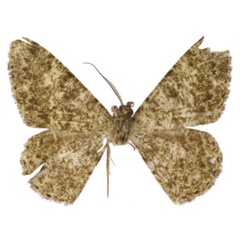 /filer/webapps/moths/media/images/S/staudei_Afroracotis_HT_Staude.jpg