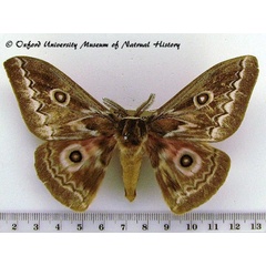 /filer/webapps/moths/media/images/T/tyrrhea_Gonimbrasia_A_OUMNH_02.jpg