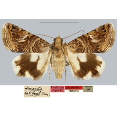 /filer/webapps/moths/media/images/H/habibazel_Leucanitis_AT_MNHN.jpg