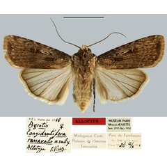 /filer/webapps/moths/media/images/R/ranavalo_Agrotis_AT_MNHN.jpg