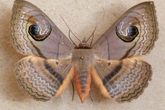 Spirama glaucescens