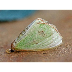 /filer/webapps/moths/media/images/A/aggravaria_Euproutia_A_Voaden.jpg