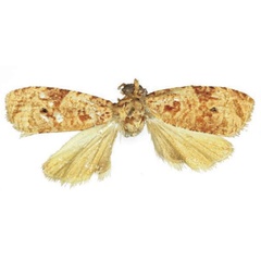 /filer/webapps/moths/media/images/N/nowaki_Zellereccopsis_HT_RMCA.jpg