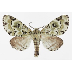 /filer/webapps/moths/media/images/C/callipona_Thiacidas_AF_Basquin.jpg
