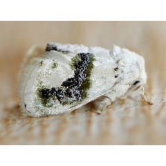 /filer/webapps/moths/media/images/L/luxuriosa_Niphadolepis_A_Voaden.JPG