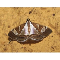 /filer/webapps/moths/media/images/B/bicolor_Glyphodes_A_Heyns_01.jpg