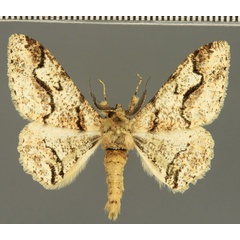 /filer/webapps/moths/media/images/M/monogrammaria_Colocleora_AM_Fiebig.jpg