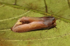 Bostrychogyna bella