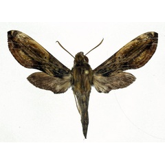 /filer/webapps/moths/media/images/P/pelius_Theretra_AM_Basquin.jpg