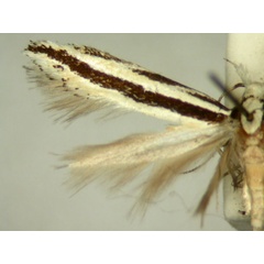 /filer/webapps/moths/media/images/A/audax_Erechthiodes_HT886_TMSA_02.jpg