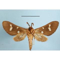 /filer/webapps/moths/media/images/M/metarctiodes_Anapisa_A_MGCLb_01.JPG