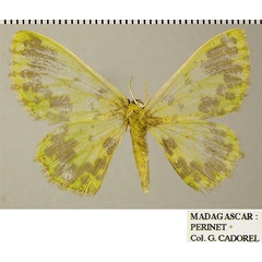 /filer/webapps/moths/media/images/E/eluta_Blechroneromia_AF_ZSM.jpg