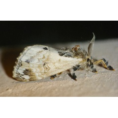 /filer/webapps/moths/media/images/L/libyra_Hemerophanes_A_Roland_01.jpg