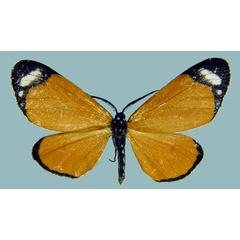 /filer/webapps/moths/media/images/T/tenuimargo_Aletis_AM_ZSMa.jpg