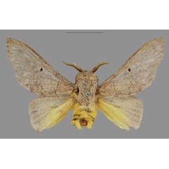 /filer/webapps/moths/media/images/J/johnjunior_Plocoides_PTM_CMNH_01.jpg
