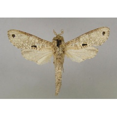 /filer/webapps/moths/media/images/G/grandiplaga_Aethalopteryx_A_MWM.jpg