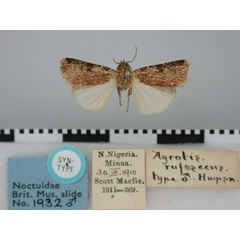 /filer/webapps/moths/media/images/R/rufescens_Agrotis_ST_BMNH.jpg