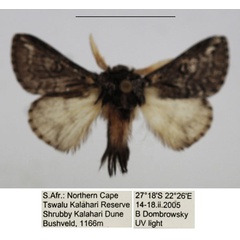 /filer/webapps/moths/media/images/M/meyi_Sena_AM_TMSA_02.jpg