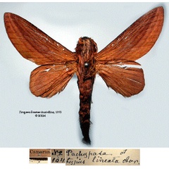 /filer/webapps/moths/media/images/L/lineatum_Taragama_LTM_SNHMa.jpg
