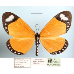 /filer/webapps/moths/media/images/E/erici_Aletis_A_MGCL_01.jpg
