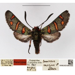 /filer/webapps/moths/media/images/M/meyeri_Arniocera_PTM_NHMUK_02.jpg